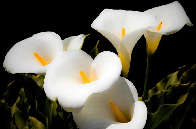 马蹄莲的花语是什么，马蹄莲有哪些故事传说