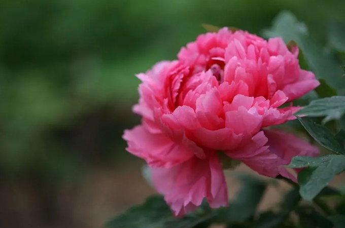 牡丹花是怎么由来的，历史传说有哪些
