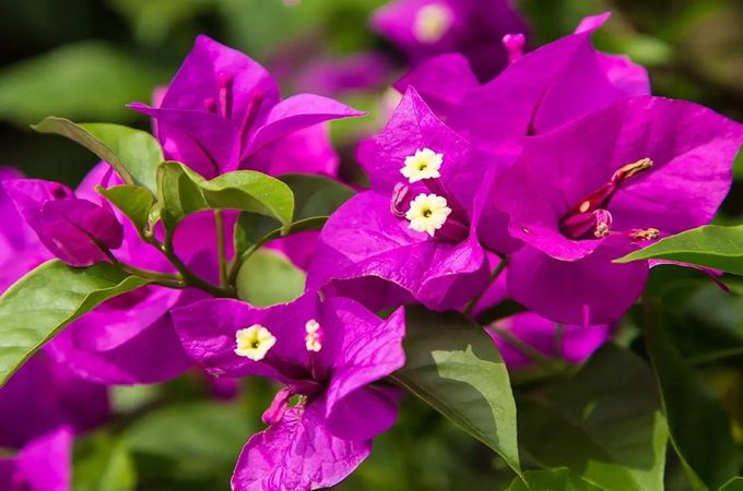 为什么三角梅不能轻易送人，有哪些寓意