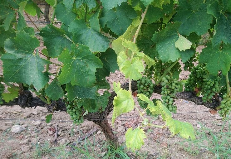 如何以及何时给葡萄施肥，葡萄施肥的要求有哪些