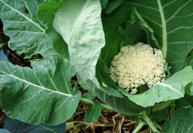 如何在家里轻松地种植菜花