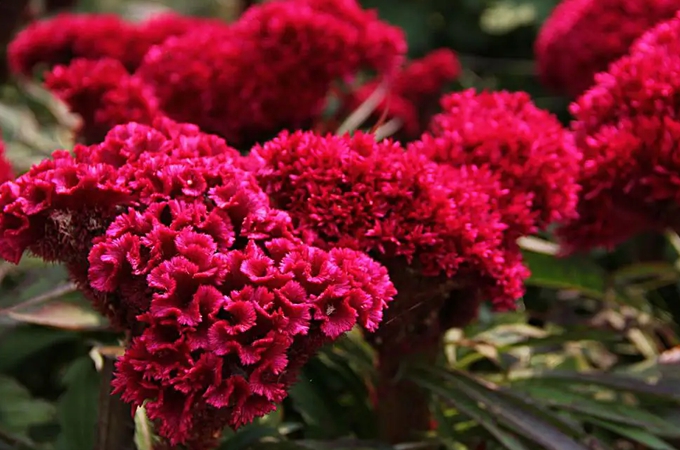 鸡冠花的花语是什么，有哪些传说故事