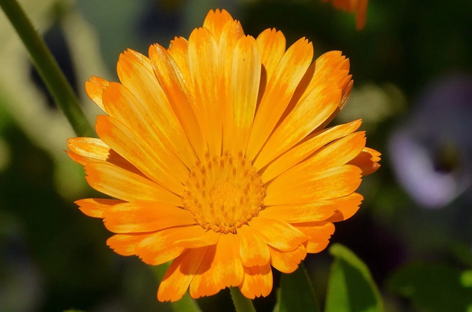 金盏菊的花语是什么，有哪些传说故事