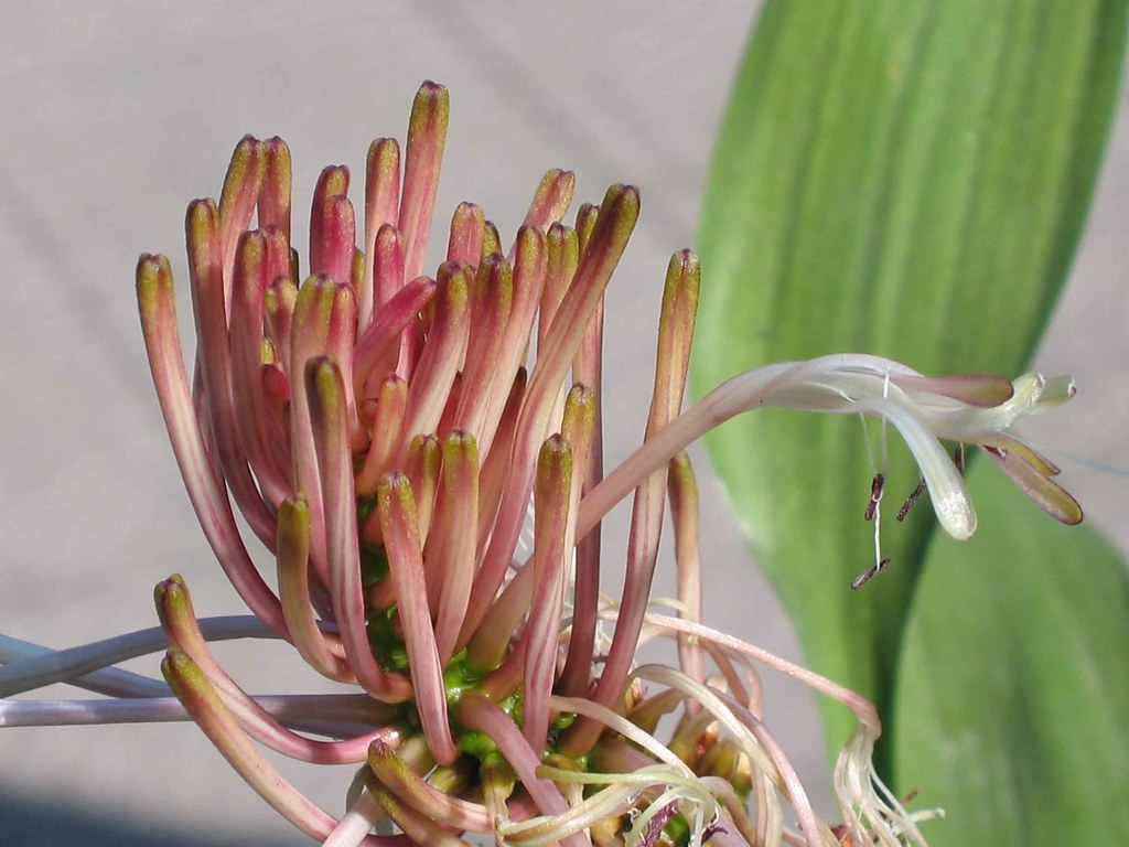 富贵竹买回来回家怎么种