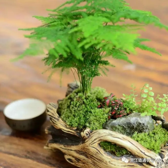 冬天养文竹需要杀虫吗，要注意哪些事项