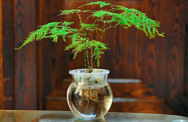 文竹叶子发黄了怎么办