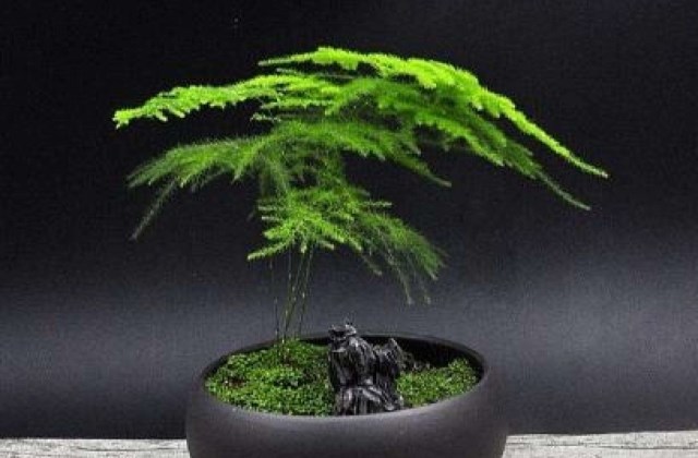 文竹矮壮素是什么,有哪些作用