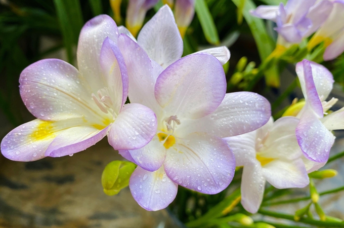 小苍兰的花语是什么,有哪些寓意?