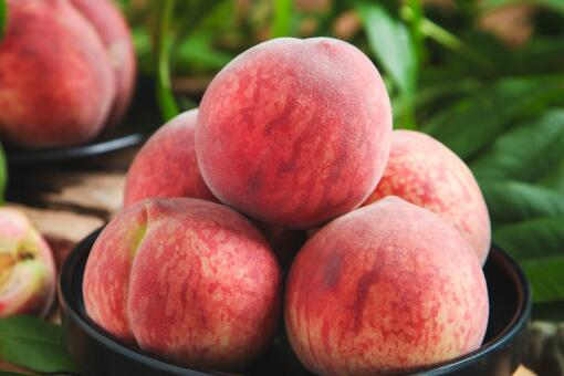 哪里能种植血桃，血桃种植方法是什么