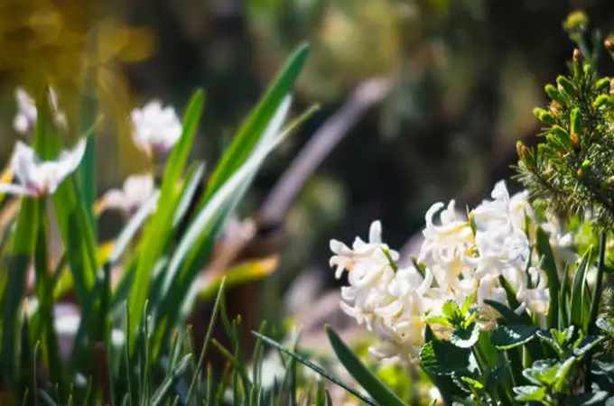 爱情是一项需要改进的发明。它没有专利权,会被别人抢走。暗恋需要承受十倍于初恋的幻想。送什么花表示单恋?