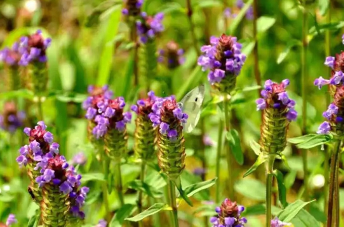 牛牛草是什么植物,有哪些药用价值?