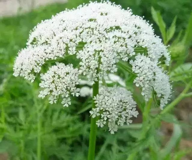 蛇床子怎么种植，有哪些种植方法