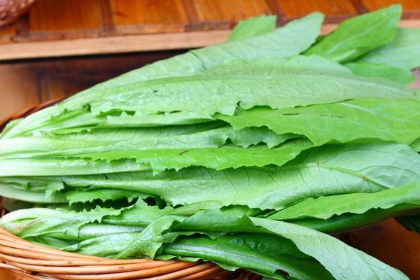 油麦菜适合什么季节种植，有哪些种植方法