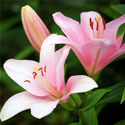 香水百合有哪些种植的注意事项?