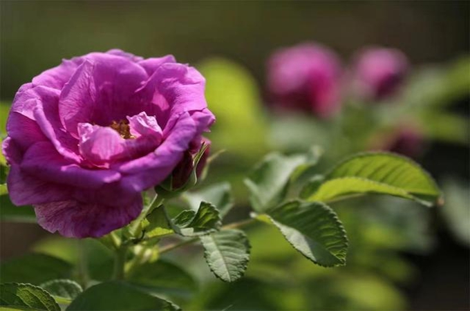 洋玫瑰花语是什么,有哪些寓意?