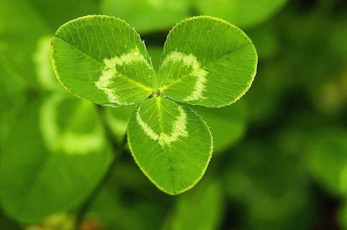 白车轴草和酢浆草有哪些区别？