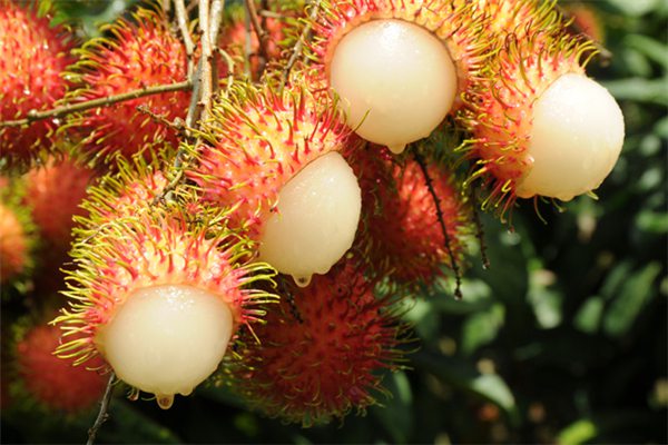 红毛丹怎么种植，有哪些种植方法