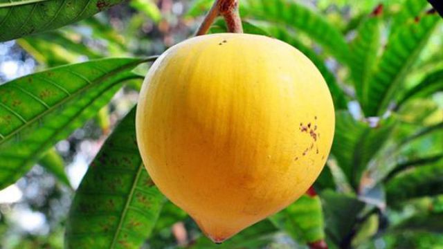 蛋黄果又名仙桃、狮子头果、蛋果、桃橄榄，为木犀科多年生植物，种植后一般需要3-4年才能结果。蛋黄果产地主要分布在中国广东、广西、海南、云南、福建等地。具有很高的经济和食用价值。那么蛋黄果什么时候会成熟？怎么用种子种？