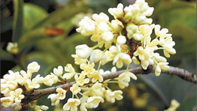 四季桂2023年多少钱一颗,什么时候开花?