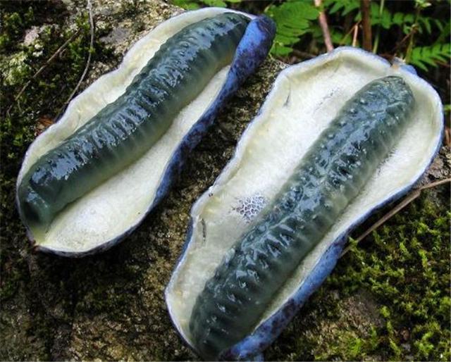 猫屎瓜怎么种植，栽培技术介绍