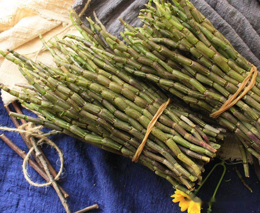 铁皮石斛能盆栽吗,铁皮石斛是什么植物?