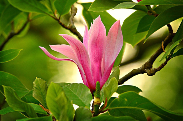 辛夷适合什么季节种植，有哪些种植方法？