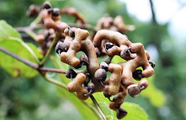 鸡爪梨怎么种植？有哪些种植方法？