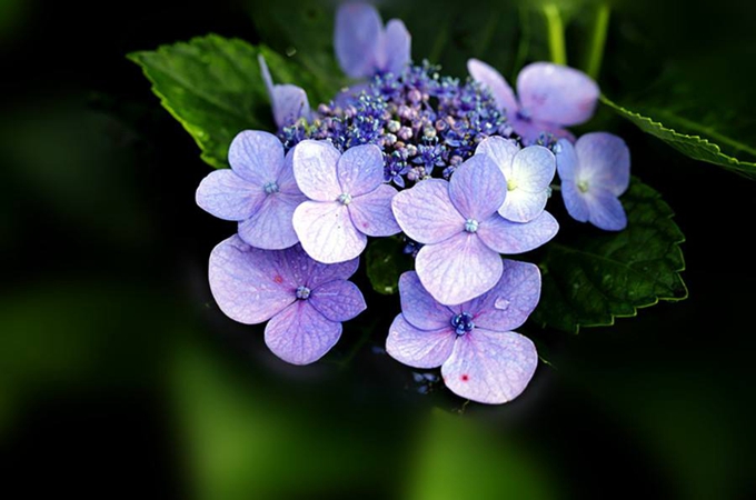 绣球花有哪些寓意