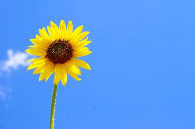 向日葵为什么总是朝着太阳生长