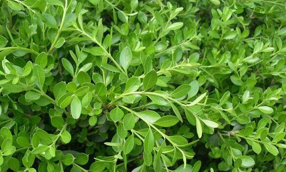 盆栽黄杨的方法有哪些？