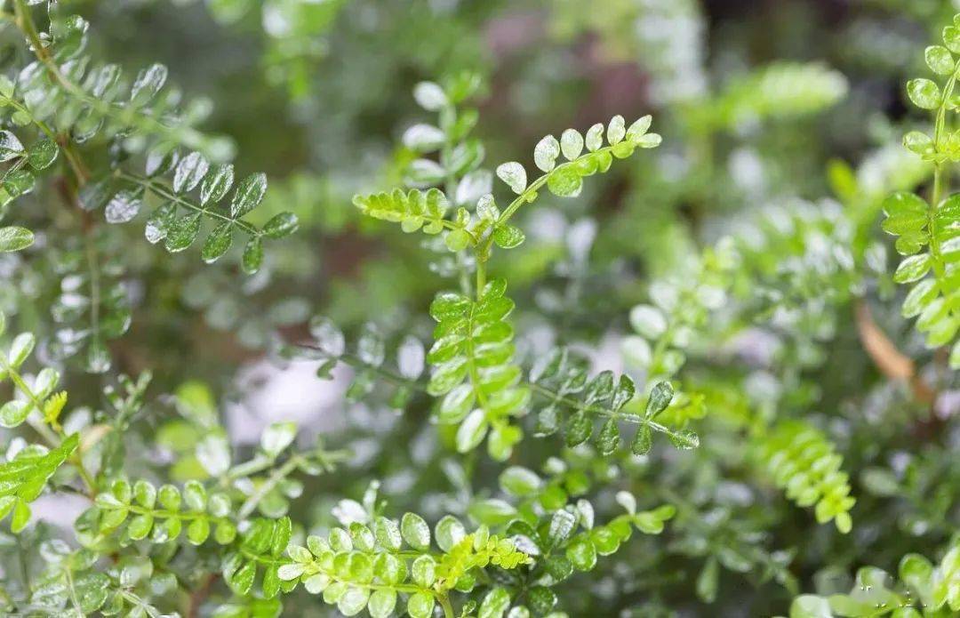 清香木有哪些种植方法，应该怎么养殖？