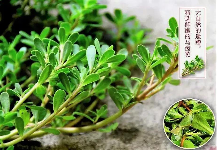 马齿苋种植方式有哪些？