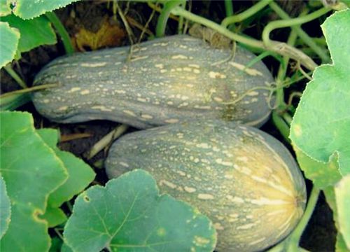 蜜本南瓜适合什么季节种植，有哪些种植方法？