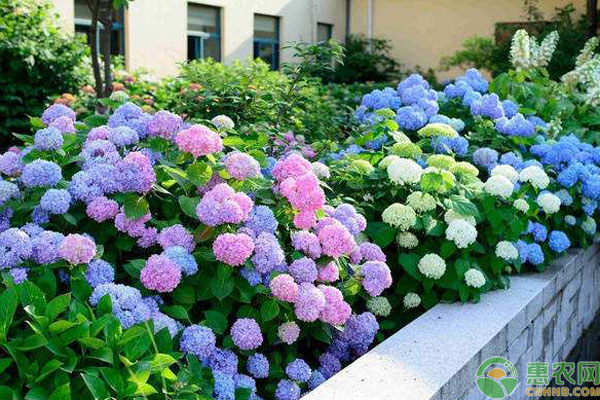 种植绣球花有哪些要注意的？