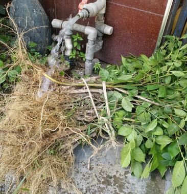 吴茱萸苗种植技术要点有哪些?