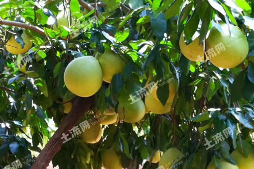 红心蜜柚苗栽种方法有哪些，2023年价格多少一斤