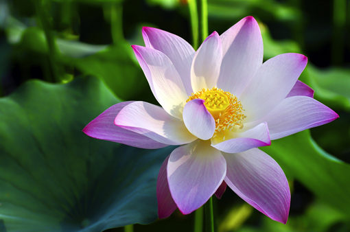 碗莲无土栽培的方法有哪些？