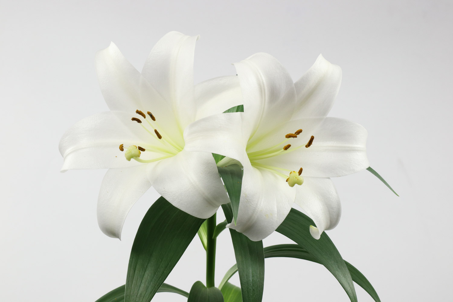 百合适合什么季节种，有哪些种植方法？