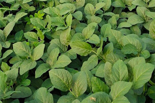 农村怎么种毛豆，栽培毛豆的价值有哪些？