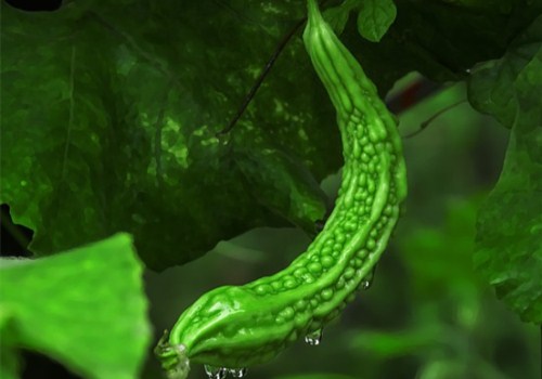 君子菜苦瓜有哪些种植方法？