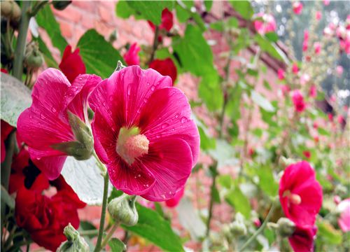 蜀葵适合什么季节栽培？有哪些种植方法？