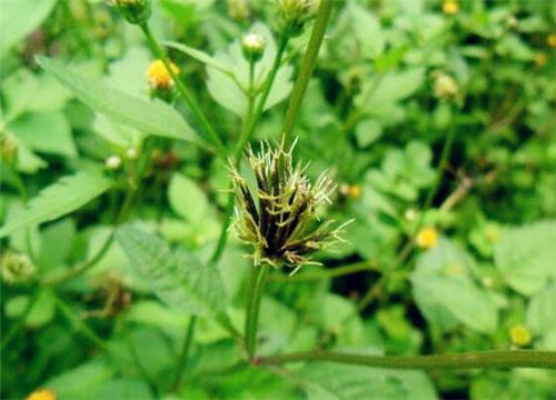 鬼针草能治高血压吗，有哪些作用？