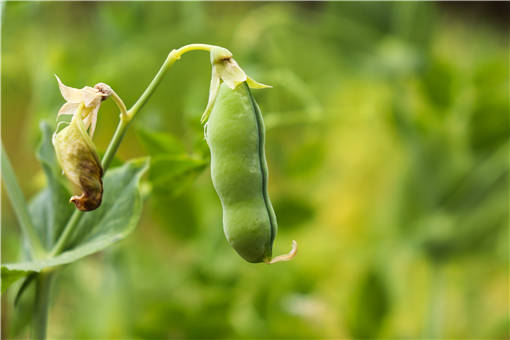 豌豆亩多少钱一斤，有哪些种植前景？