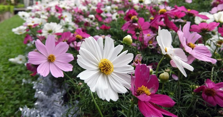 波斯菊的种植前景怎么样?