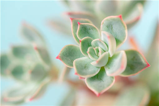 白牡丹多肉怎么养？有哪些种植条件？