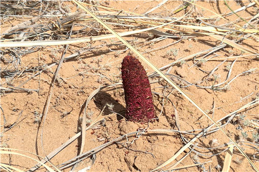 肉苁蓉的前景有哪些，种植风险如何规避？