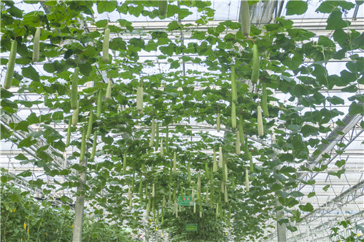 蛇瓜有哪些栽培方法，种植技巧是什么？