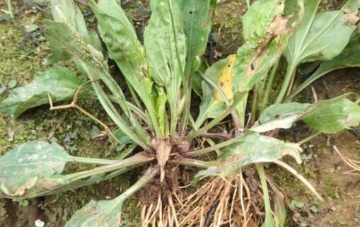 车前草怎么种植，有哪些种植方法？