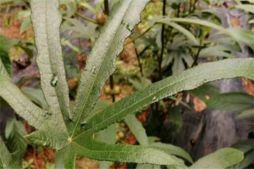 五指毛桃苗多少钱一斤，种植方法有哪些？