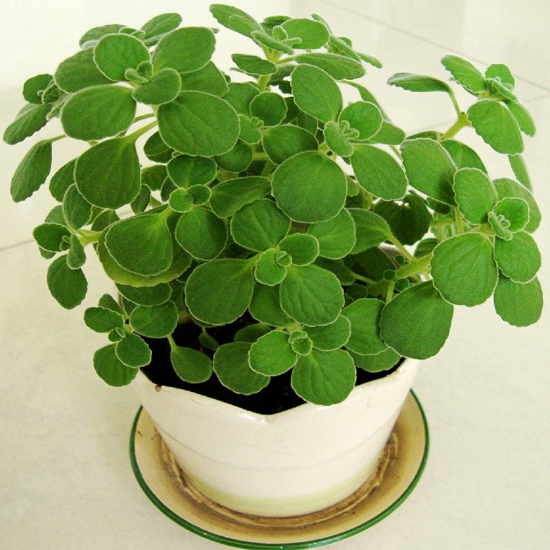 碰碰香有哪些栽培方法，适合什么季节种植?